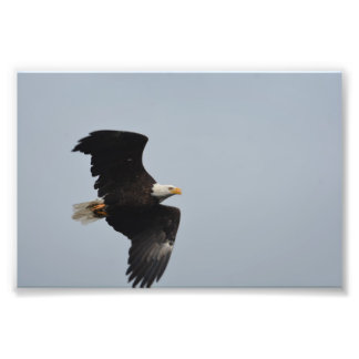 Impressão de foto de Bald Eagle