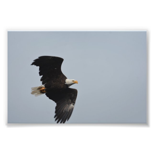 Impressão de foto de Bald Eagle (Frente)