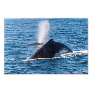Impressão de Foto de Baleia Humpback