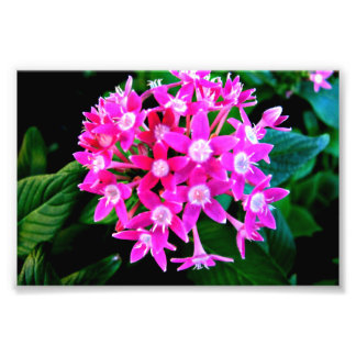 Impressão de Foto De Belas Flores Rosa
