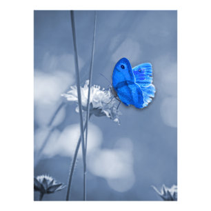 Impressão de foto de borboleta azul