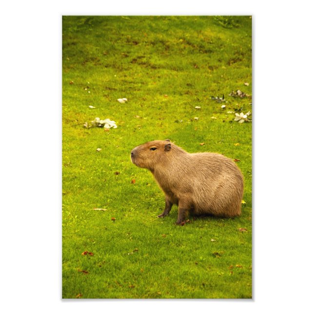 Impressão de foto de capivara (Frente)