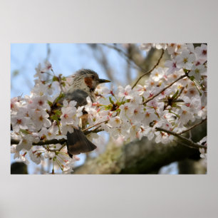 Impressão de foto de cerejeira em flor Birdie Jeju