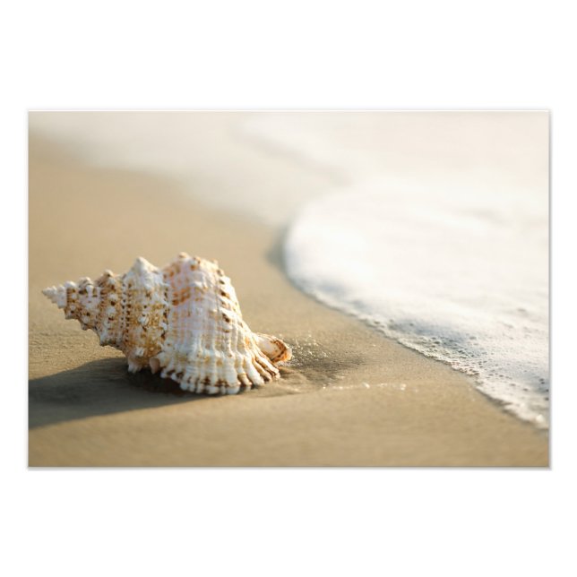 Impressão de Foto de Concha na Praia (Frente)