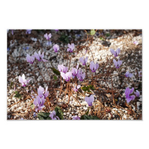 Impressão de Foto de Cyclamen