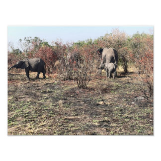Impressão de foto de elefante africano