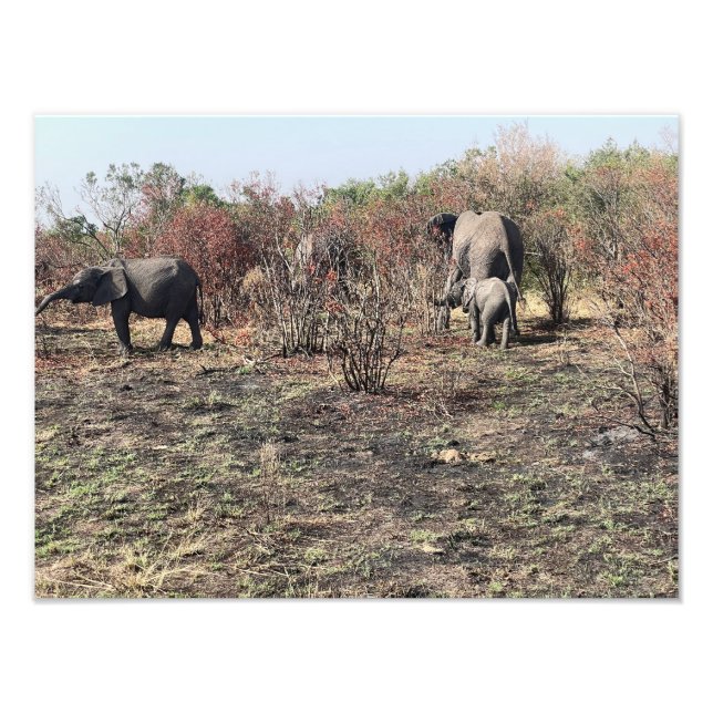 Impressão de foto de elefante africano (Frente)