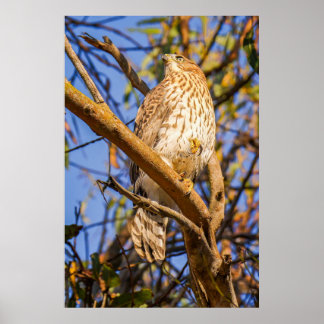Impressão de Foto de Falcão Empoleirado | Arte de 