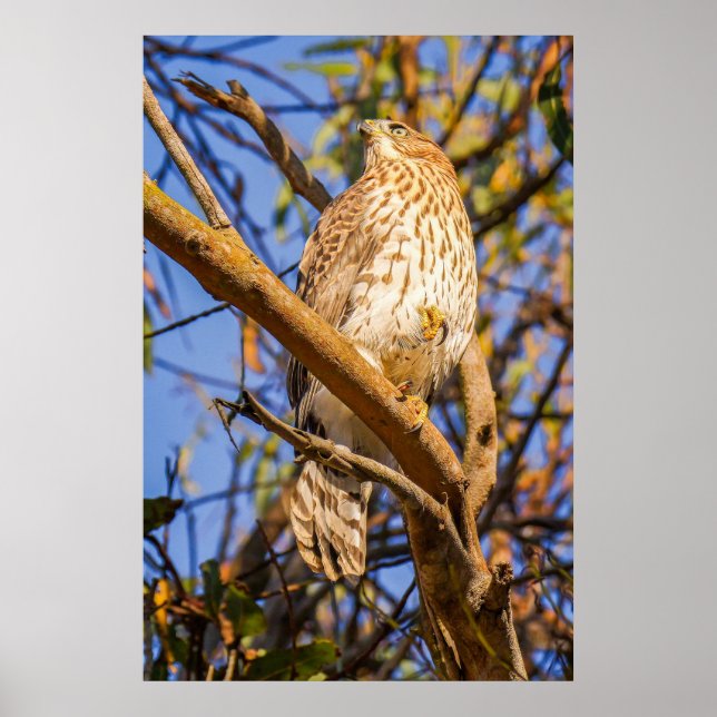 Impressão de Foto de Falcão Empoleirado | Arte de  (Frente)