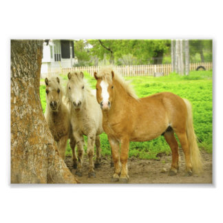 Impressão de Foto de Fazenda de Cavalo de Três Pôs