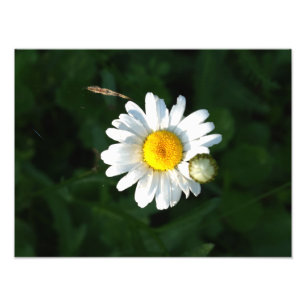 Impressão de Foto de Flor Branco