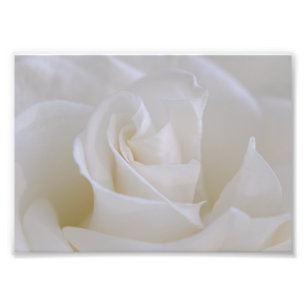 Impressão de Foto de Flor Rosa Branca