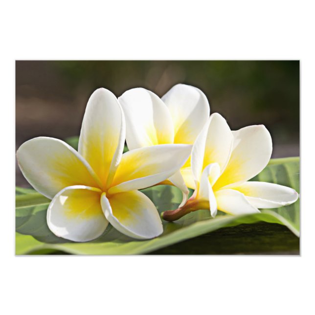 Impressão de Foto de Flores de Plumeria (Frente)