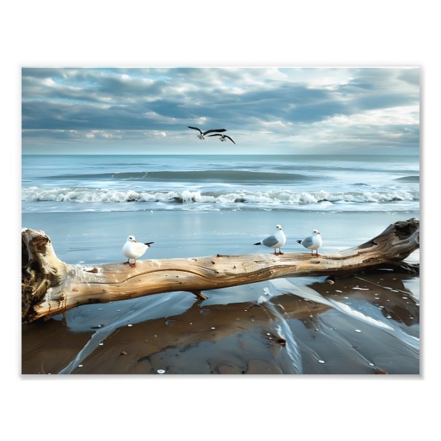 Impressão de Foto de Gaivotas na Praia (Frente)