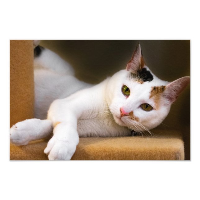 Impressão de Foto de Gato Branco Calico Branco Rel (Frente)