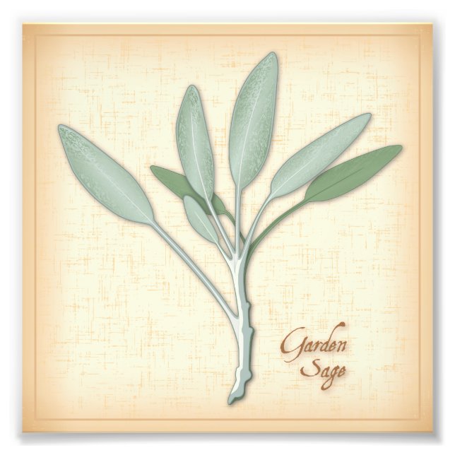 Impressão de Foto de Herb de Sage do Jardim (Frente)