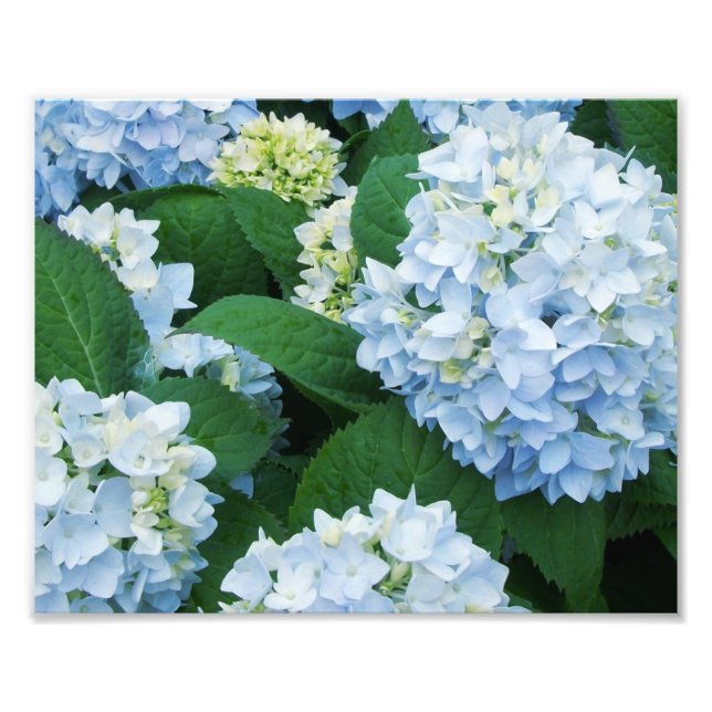 Impressão de Foto de Hortênsias (Frente)