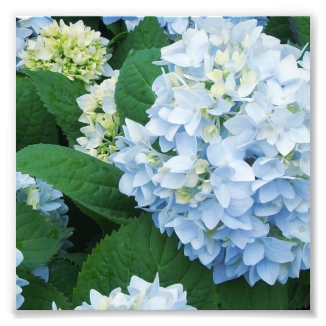 Impressão de Foto de Hortênsias (Frente)