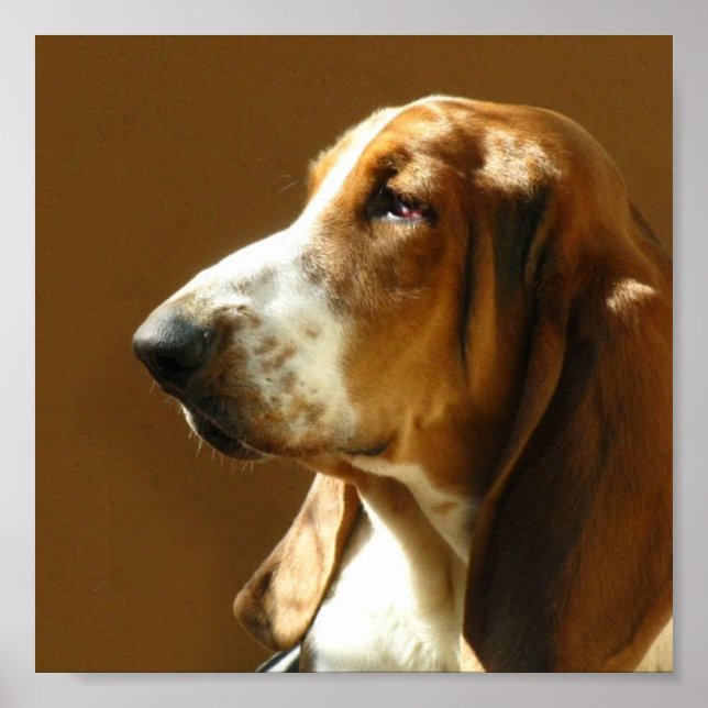 Impressão de Foto de Hound Basset (Frente)