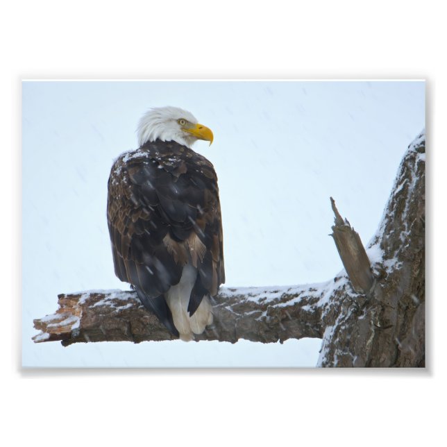 Impressão de Foto de inverno da Bald Eagle (Frente)