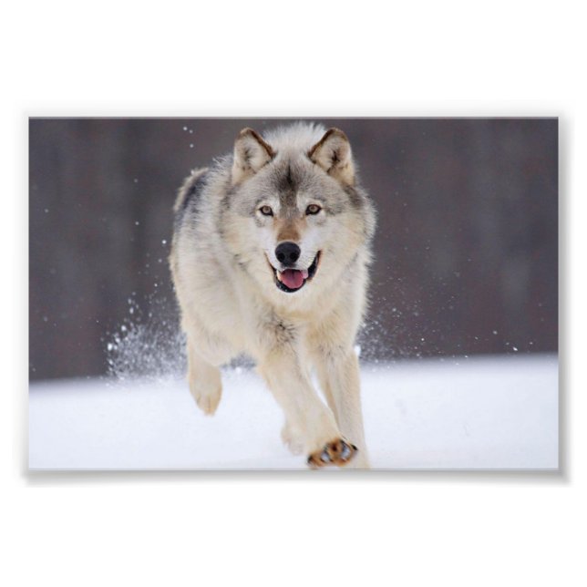 Impressão de Foto de Lobo Selvagem (Frente)