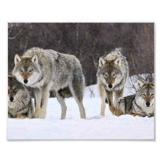 Impressão de Foto de Lobos Selvagens (Frente)