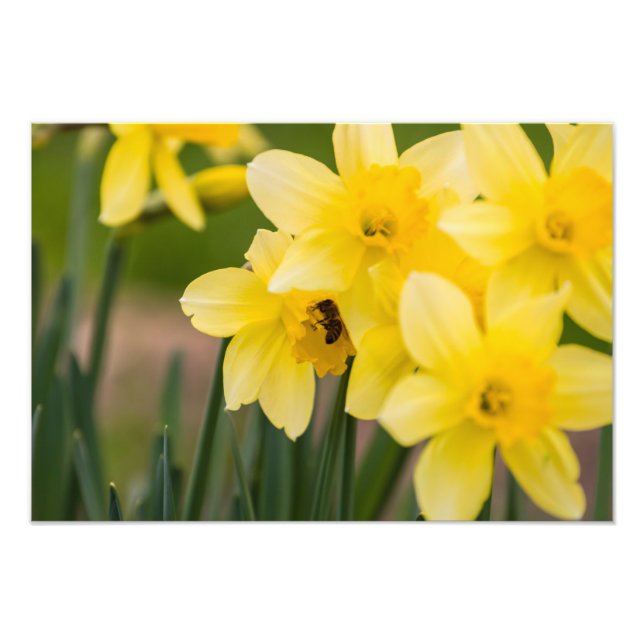 Impressão de Foto de Narcisos (Frente)