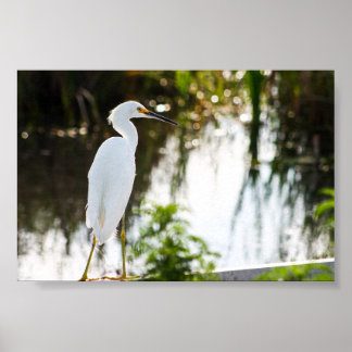 Impressão de Foto de Pássaro Snowy Egret