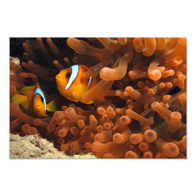 Impressão de Foto de Peixe Palhaço (Frente)