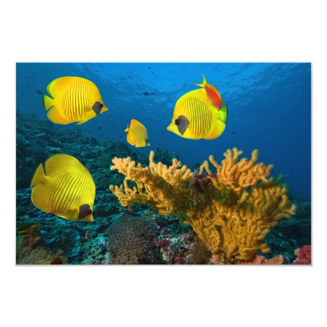 Impressão de Foto de Peixes Tropicais (Frente)