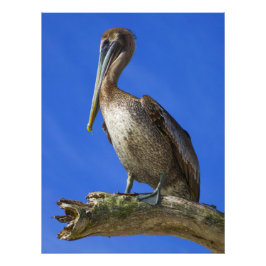 Impressão de foto de pelicano em um galho