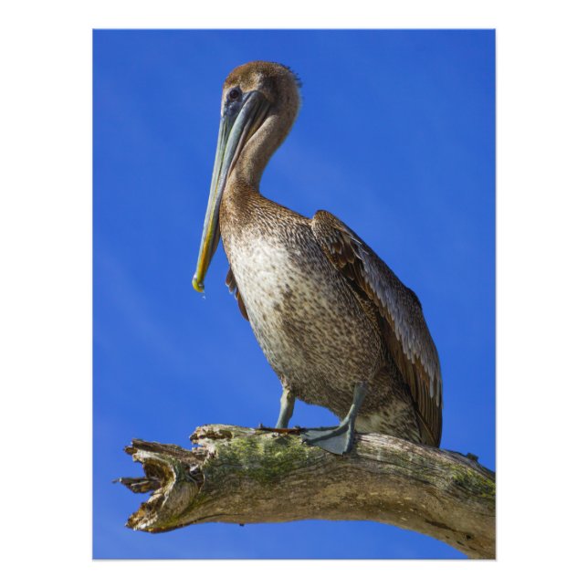 Impressão de foto de pelicano em um galho (Frente)