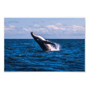 Impressão de Foto de Quebra de Baleia Humpback