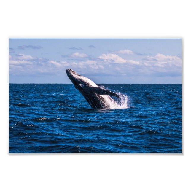 Impressão de Foto de Quebra de Baleia Humpback (Frente)