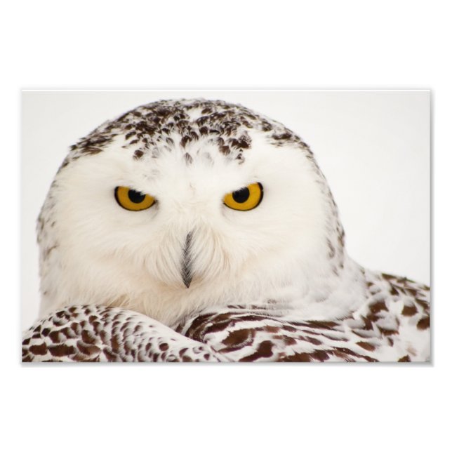 Impressão de Foto de Snowy Owl (Frente)