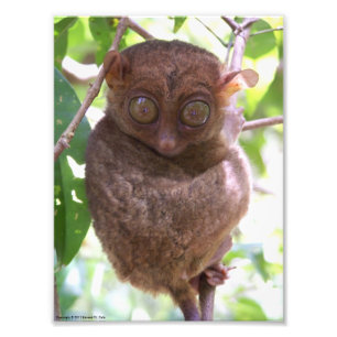 Impressão de Foto de Tarsier nas Filipinas
