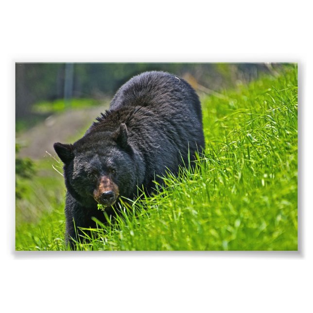 Impressão de Foto de Urso Negro (Frente)