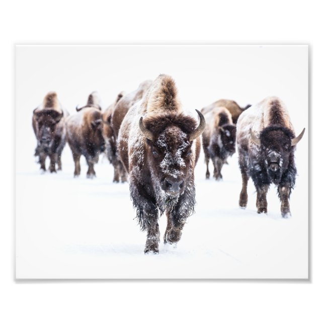 Impressão de Foto do Búfalo de Yellowstone (Frente)