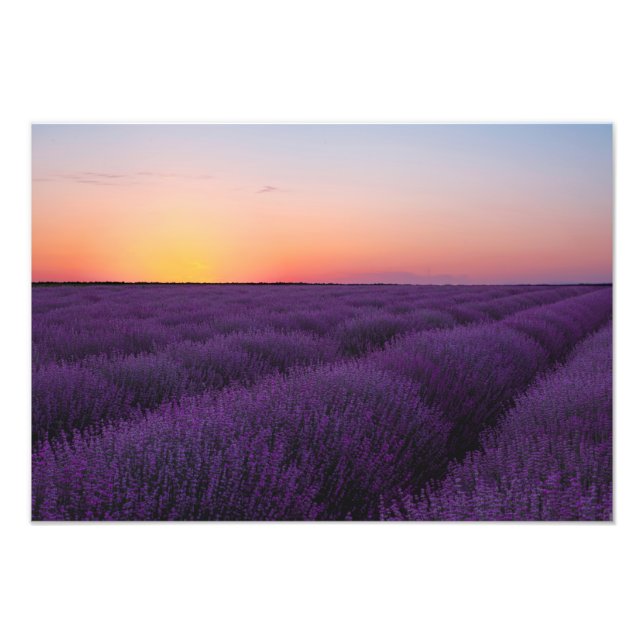 Impressão de Foto do Campo de Lavanda (Frente)