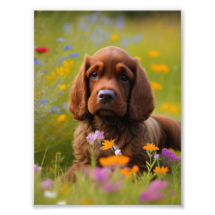 Impressão de Foto do Cocker Spaniel