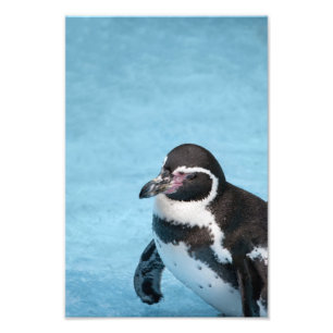 Impressão de Foto do Pinguim-de-magalhães