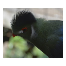 IMPRESSÃO DE FOTO DO TURACO DA GUINÉ