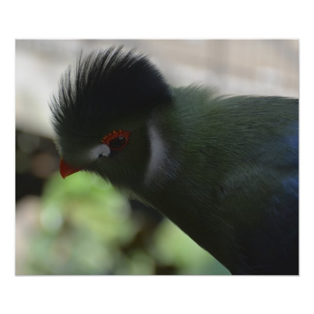 IMPRESSÃO DE FOTO DO TURACO DA GUINÉ (Frente)