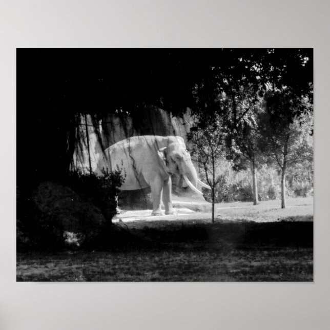 Impressão de Foto Elefante 14" x 11" (Frente)
