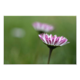 Impressão de Foto Elegância de Margarida