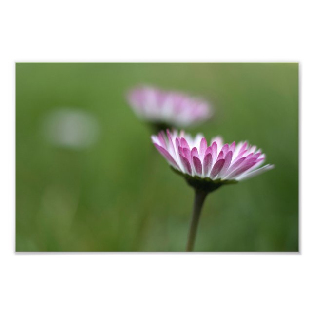 Impressão de Foto Elegância de Margarida (Frente)