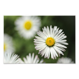 Impressão de Foto Flor de Margarida em Flor