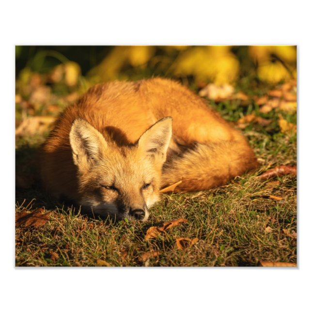Impressão de Foto Fox Fox Pequeno e Sonolento (Frente)