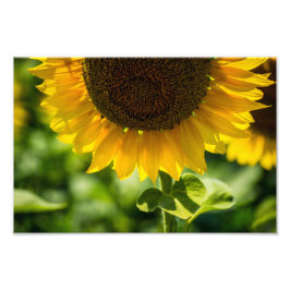Impressão de Foto Girassol em Flor Fotografia