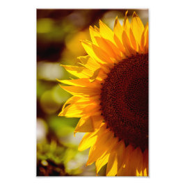 Impressão de Foto Girassol Floral Fotografia da Na